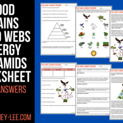 Food chains and food webs worksheet answers