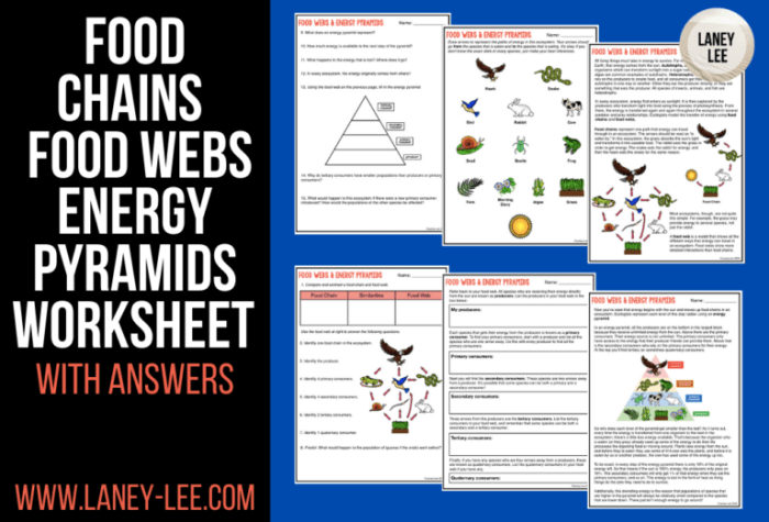 Food chains and food webs worksheet answers