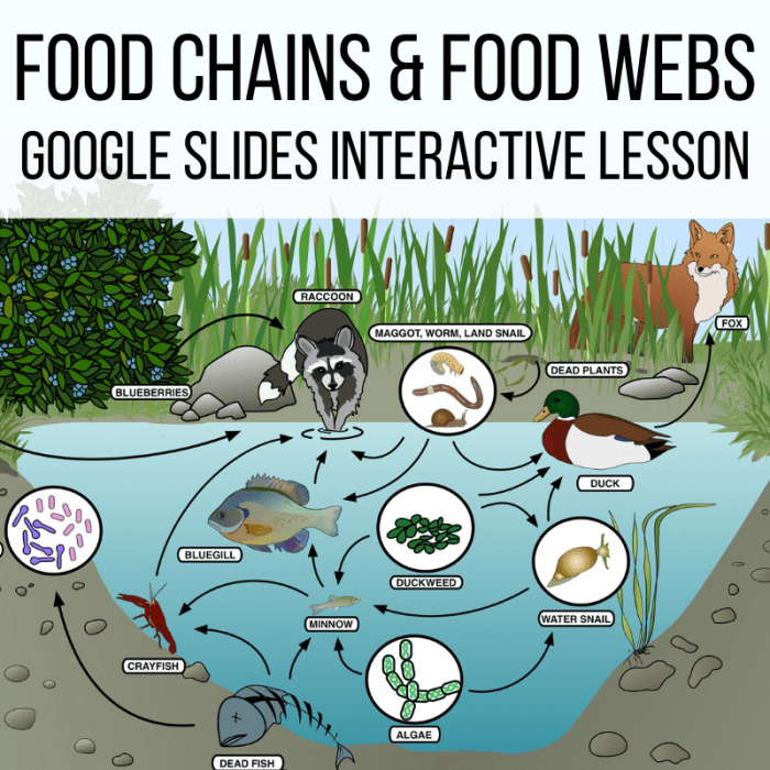 Food chains and food webs worksheet answers