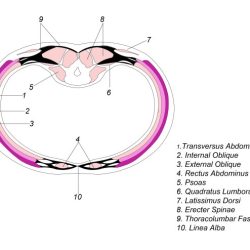 Section peritoneum abdomen diagram cross anatomy system digestive retroperitoneal abdominal space organs choose board enteric body